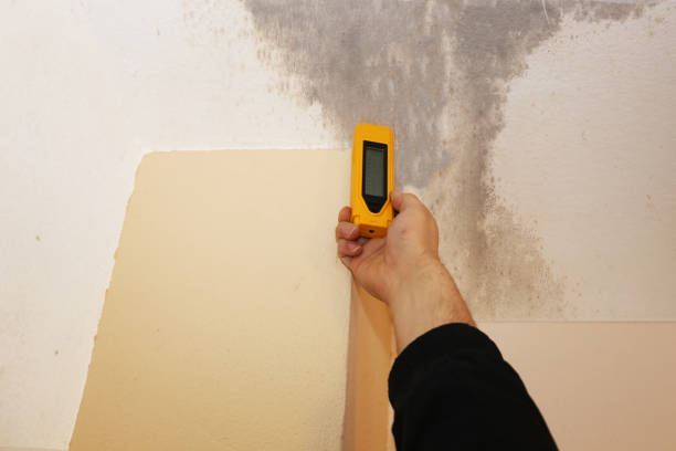 Best Emergency Mold Remediation  in Crowley, TX