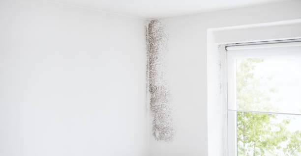 Mold Remediation for Rental Properties in Crowley, TX
