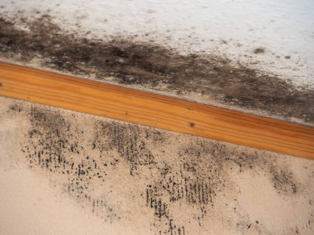 Best Mold Remediation for Healthcare Facilities  in Crowley, TX