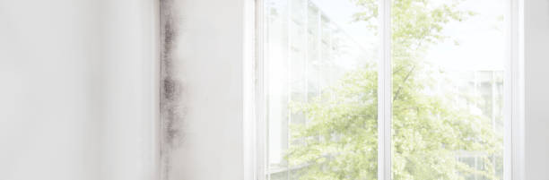 Best Mold Damage Restoration  in Crowley, TX