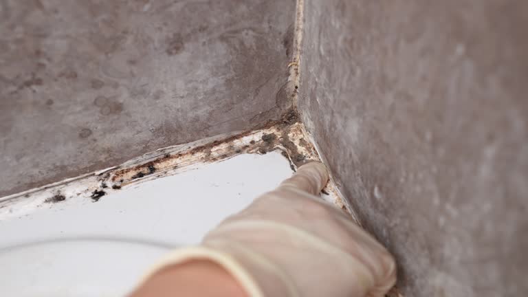 Crowley, TX Mold Removal Company